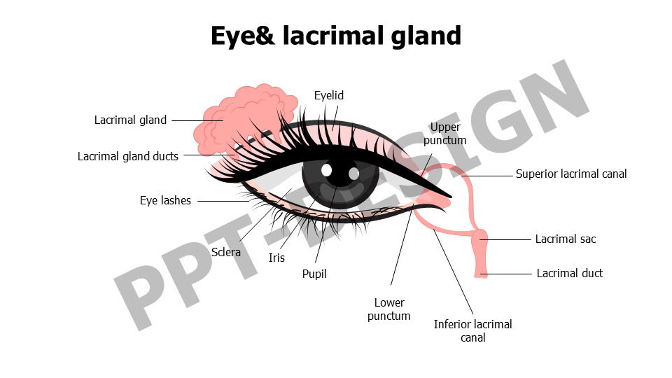 Healthcare,Medical,Infographics,powerpoint,Google slides,keynote,Eye and lacrimal gland,Lacrimal gland