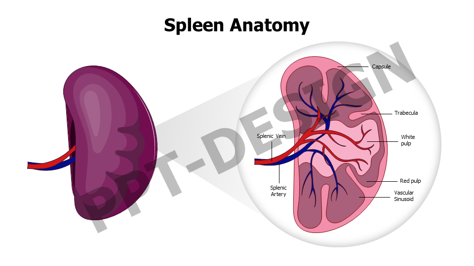 Spleen Zoomed In Anatomy Slide 