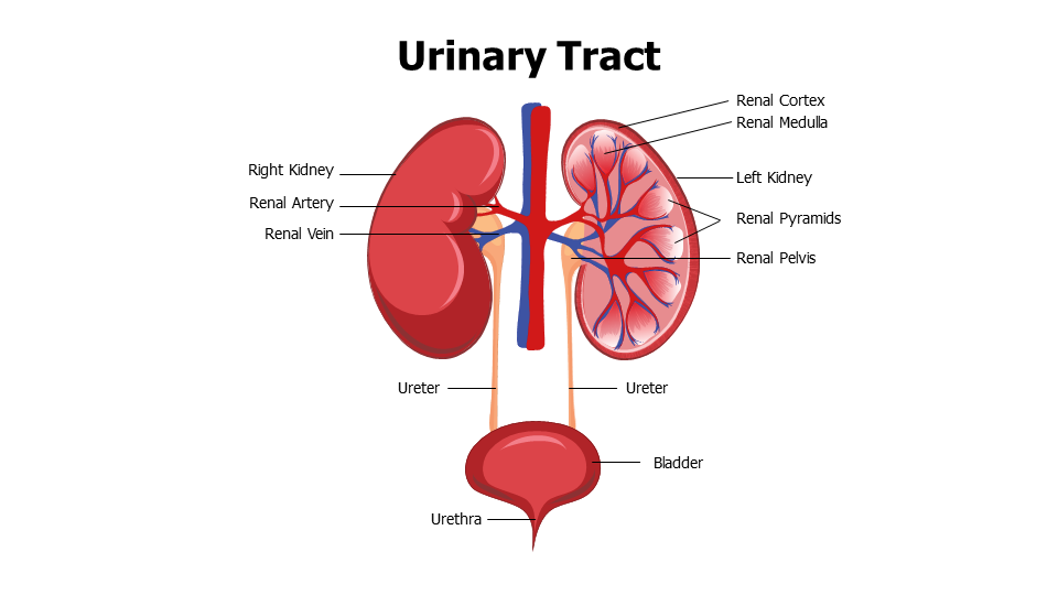 Healthcare,Medical,Infographics,powerpoint,Google slides,keynote,Kidney,Anatomy,Urinary Tract,Urethra,Bladder,Ureter,Renal Pelvis,Renal Medulla