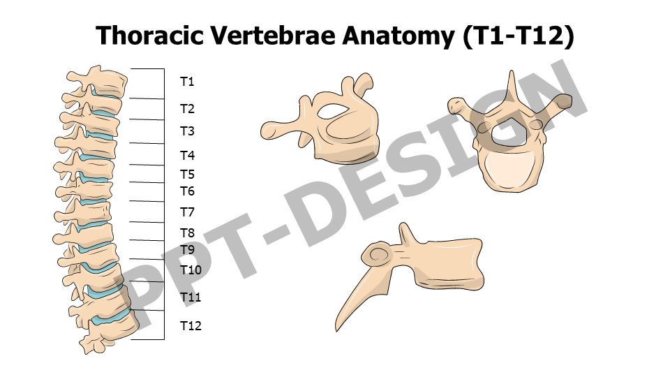 Healthcare,Medical,Infographics,powerpoint,Google slides,keynote,Thoracic Vertebrae Anatomy ,T1-T12