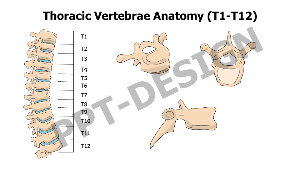 Vertebrae Xray 01 Medicine Powerpoint Templates