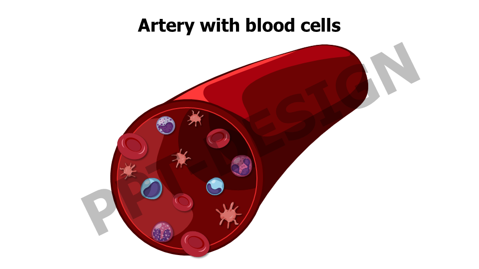 Healthcare,Medical,Infographics,powerpoint,Google slides,keynote,artery ,blood vessel,blood cells