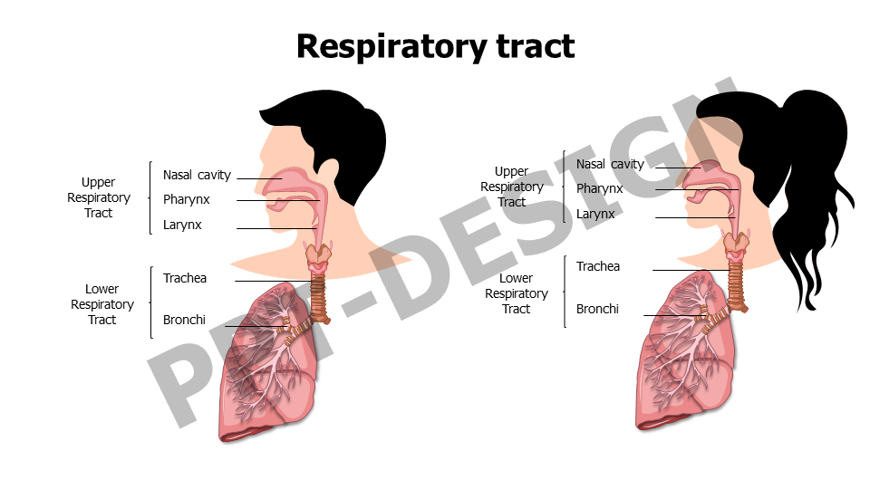 Healthcare,Medical,Infographics,powerpoint,Google slides,keynote,Respiratory,Respiratory tract,anatomy