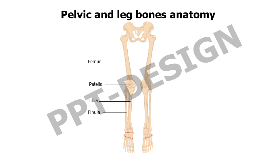 Pelvic and leg bones anatomy