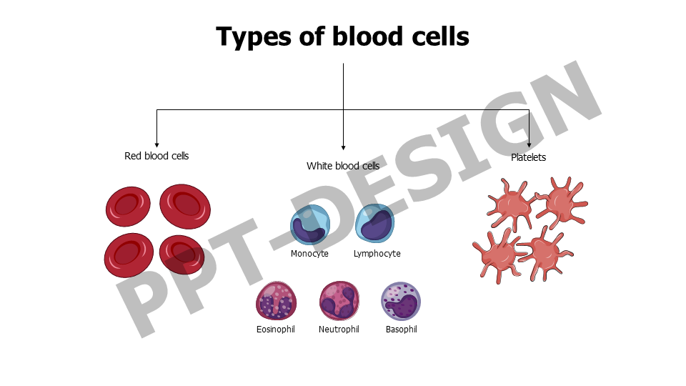 Healthcare,Medical,Infographics,powerpoint,Google slides,keynote,Red blood cells,Platelets,Basophil,Neutrophil,Eosinophil,Monocyte,Lymphocyte