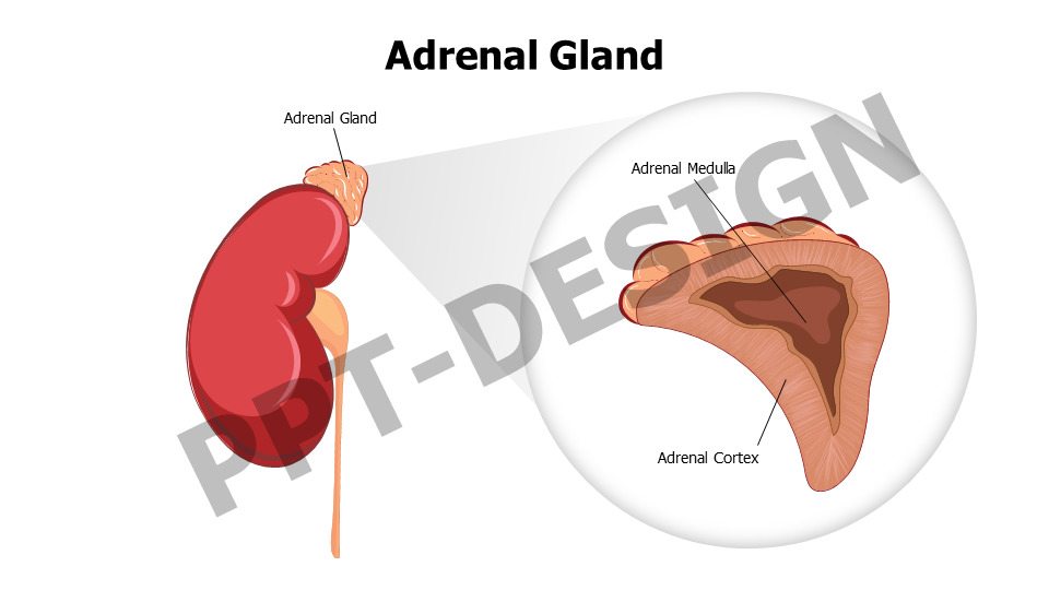 Healthcare,Medical,Infographics,powerpoint,Google slides,keynote,Adrenal Gland,Adrenal,anatomy