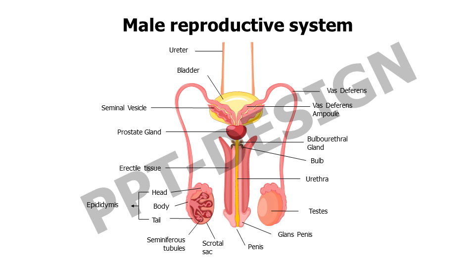 Healthcare,Medical,Infographics,powerpoint,Google slides,keynote,Male reproductive system,Ureter,Seminal Vesicle,Bladder,Penis,Testes