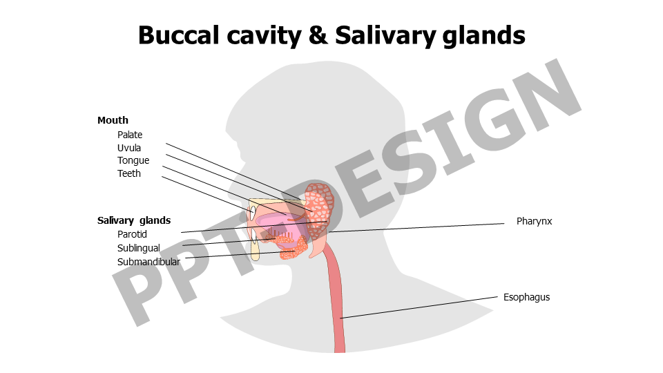 Buccal cavity and Salivary glands 