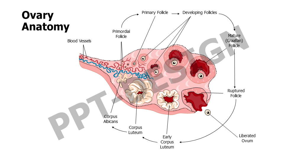 Ovary Anatomy Slide