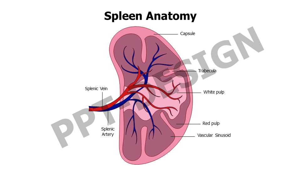 Spleen Detailed Anatomy Slide 