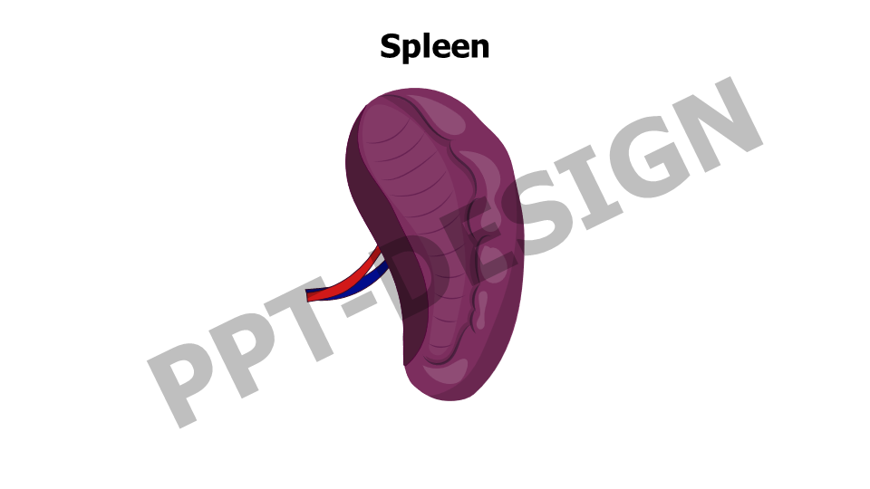 Spleen Slide