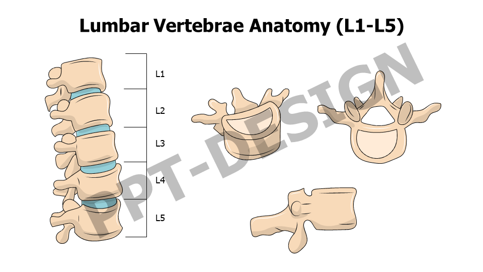 Healthcare,Medical,Infographics,powerpoint,Google slides,keynote,Lumbar Vertebrae Anatomy ,L1-L5