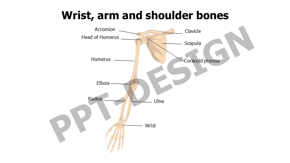 Wrist arm and shoulder bones