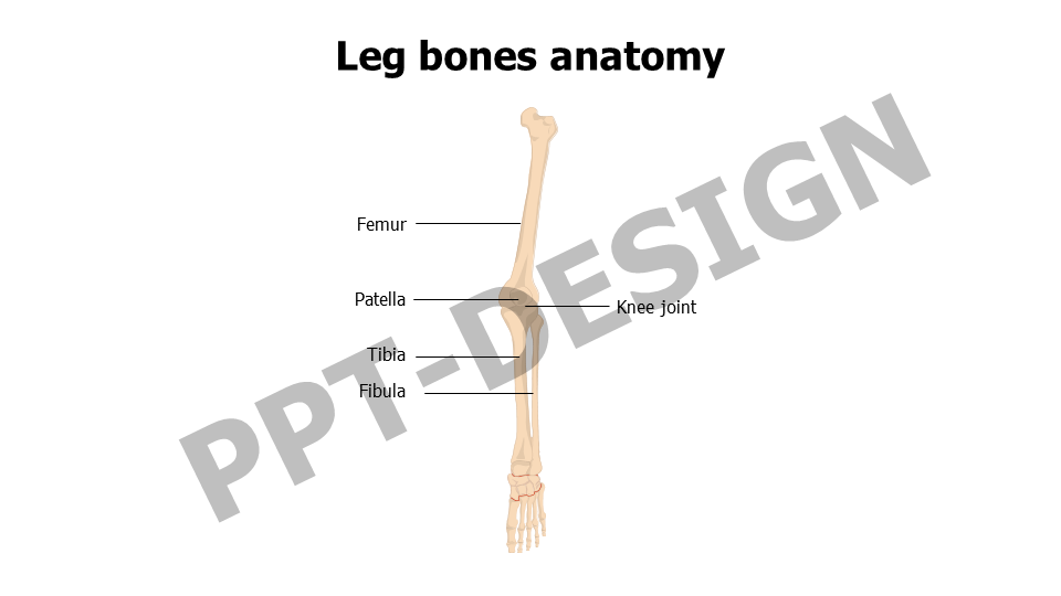 Leg bones anatomy