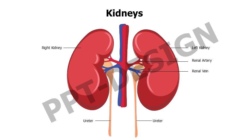 Healthcare,Medical,Infographics,powerpoint,Google slides,keynote,Kidney,Kidneys,Ureter,Urinary Tract