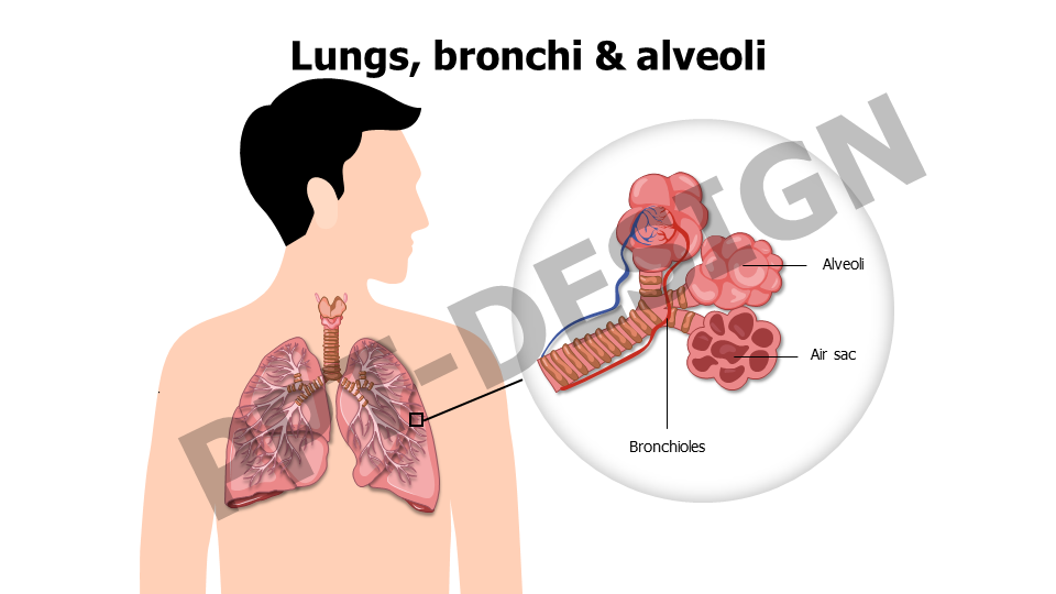 Healthcare,Medical,Infographics,powerpoint,Google slides,keynote,Lungs,bronchi,alveoli,anatomy,respiratory tract