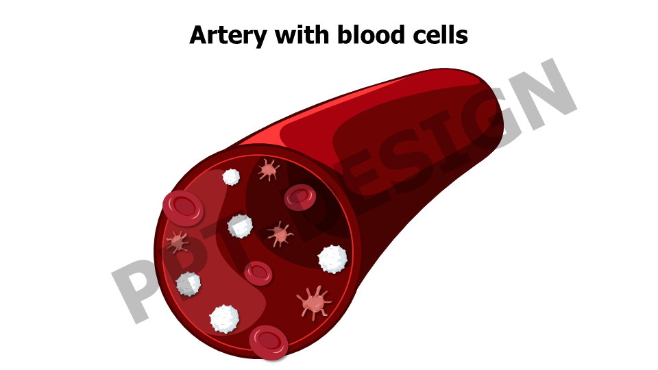 Healthcare,Medical,Infographics,powerpoint,Google slides,keynote,Artery,blood cells,Blood vessel