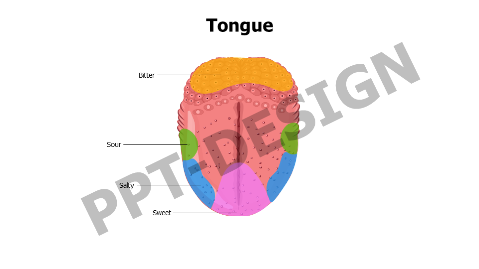 Tongue Taste Buds Slide