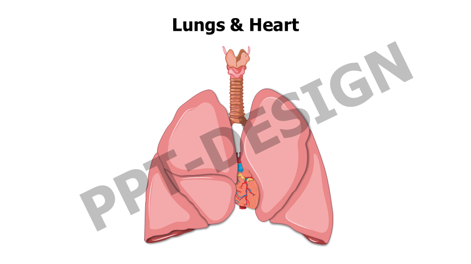 Healthcare,Medical,Infographics,powerpoint,Google slides,keynote,Lungs,Heart ,anatomy