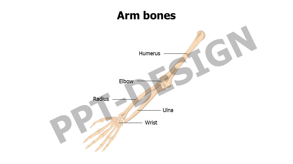 Healthcare,Medical,Infographics,powerpoint,Google slides,keynote,Arm bones,anatomy,Humerus,Elbow,Radius,Ulna,Wrist