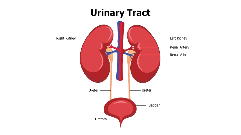Healthcare,Medical,Infographics,powerpoint,Google slides,keynote,Urinary Tract Anatomy,Urinary Tract,Anatomy ,Kidney,Ureter,Bladder,Urethra
