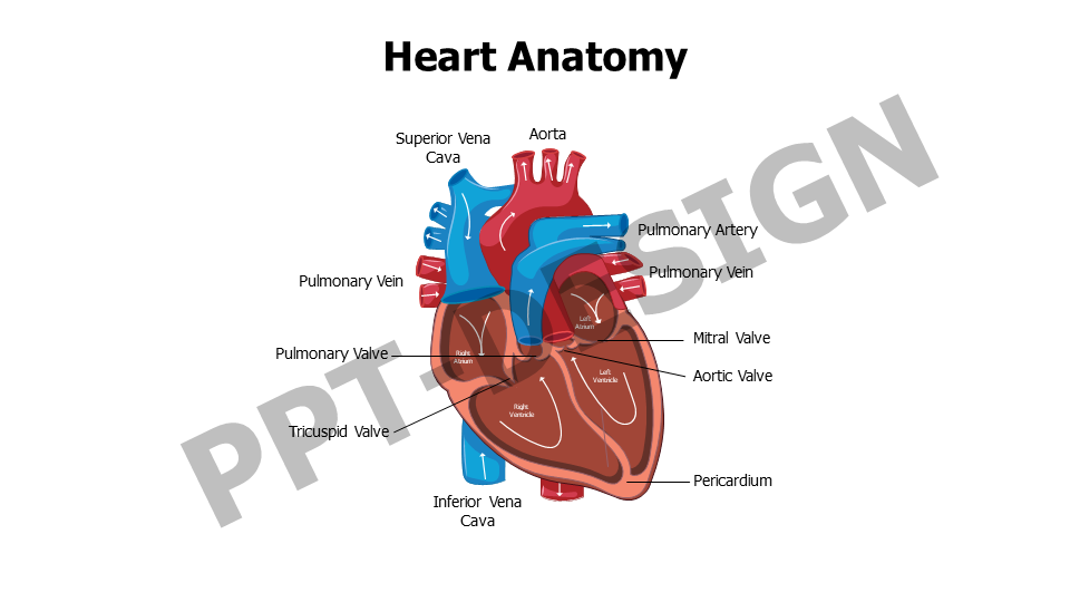 Healthcare,Medical,Infographics,powerpoint,Google slides,keynote,Heart,Heart Anatomy,CVS