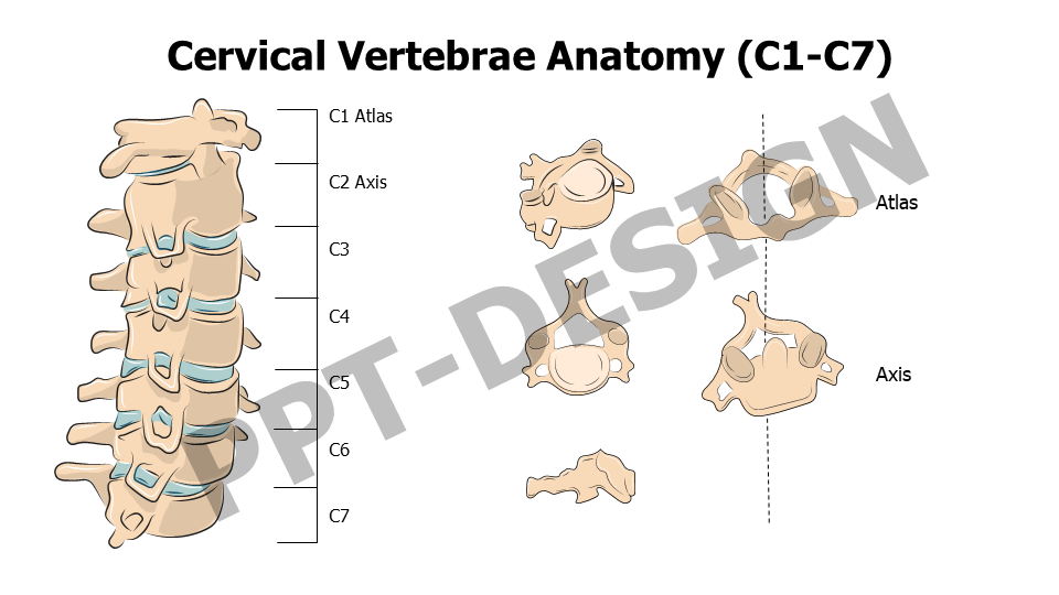 Healthcare,Medical,Infographics,powerpoint,Google slides,keynote,Cervical Vertebrae Anatomy,C1-C7