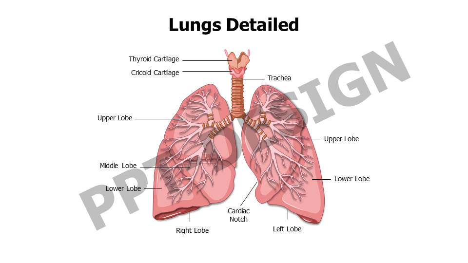 Healthcare,Medical,Infographics,powerpoint,Google slides,keynote,Lungs,Anatomy,Respiratory Tract,Thyroid Cartilage,Cricoid Cartilage,Trachea,Lung Lobes