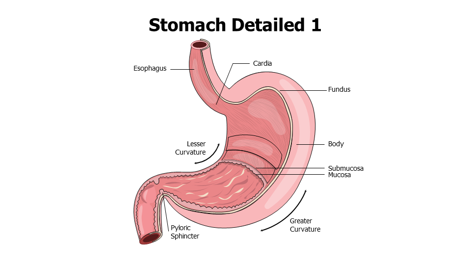 Healthcare,Medical,Infographics,powerpoint,Google slides,keynote,Stomach,Anatomy,GIT,Esophagus,Cardia,Fundus,Stomach Layers,Digestion