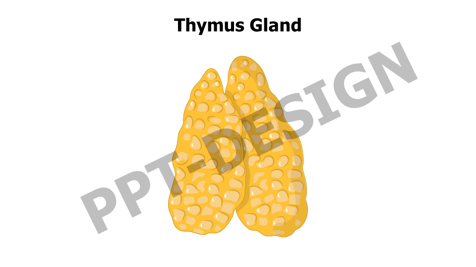 Thymus Gland Editable Slide