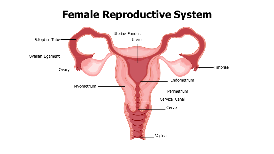 Healthcare,Medical,Infographics,powerpoint,Google slides,keynote,Female,Female Reproductive System,Anatomy ,Uterine,Uterus,Ovary,Cervical Canal,Cervix,Vagina