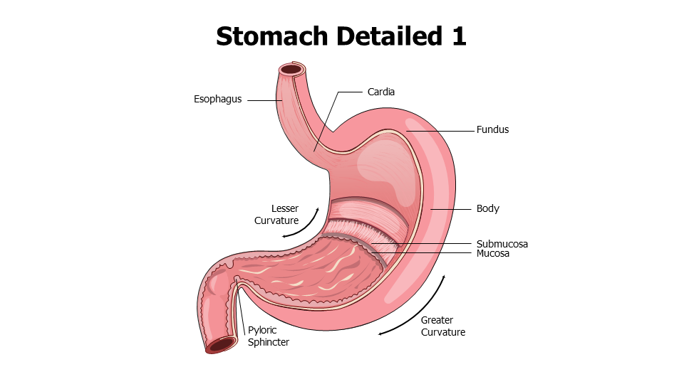 Healthcare,Medical,Infographics,powerpoint,Google slides,keynote,Stomach,Anatomy,Cardia,Esophagus,Fundus,Pyloric Sphincter,GIT,Digestion