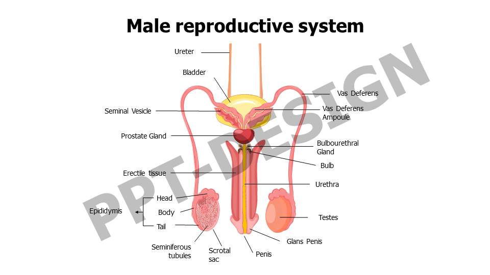 Healthcare,Medical,Infographics,powerpoint,Google slides,keynote,Male reproductive system,Ureter,Bladder,Testes,Penis