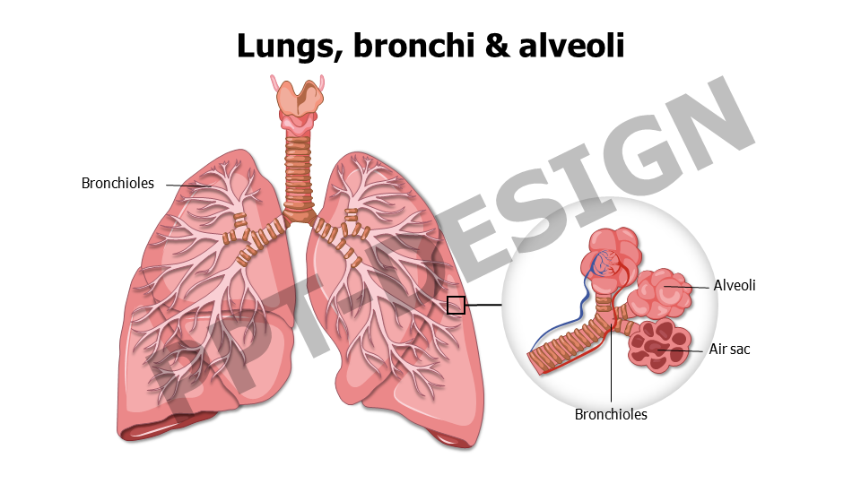 Healthcare,Medical,Infographics,powerpoint,Google slides,keynote,Lungs,bronchi,alveoli,respiratory tract,respiratory,anatomy