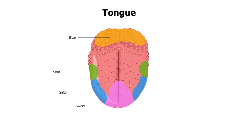 Healthcare,Medical,Infographics,powerpoint,Google slides,keynote,Tongue,Taste Buds,Tongue Taste Buds