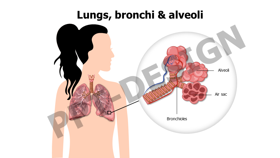 Healthcare,Medical,Infographics,powerpoint,Google slides,keynote,Lungs,bronchi,alveoli,anatomy,respiratory tract