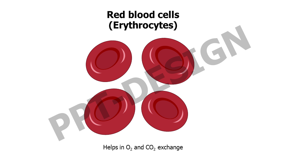 Healthcare,Medical,Infographics,powerpoint,Google slides,keynote,Red blood cells,Erythrocytes
