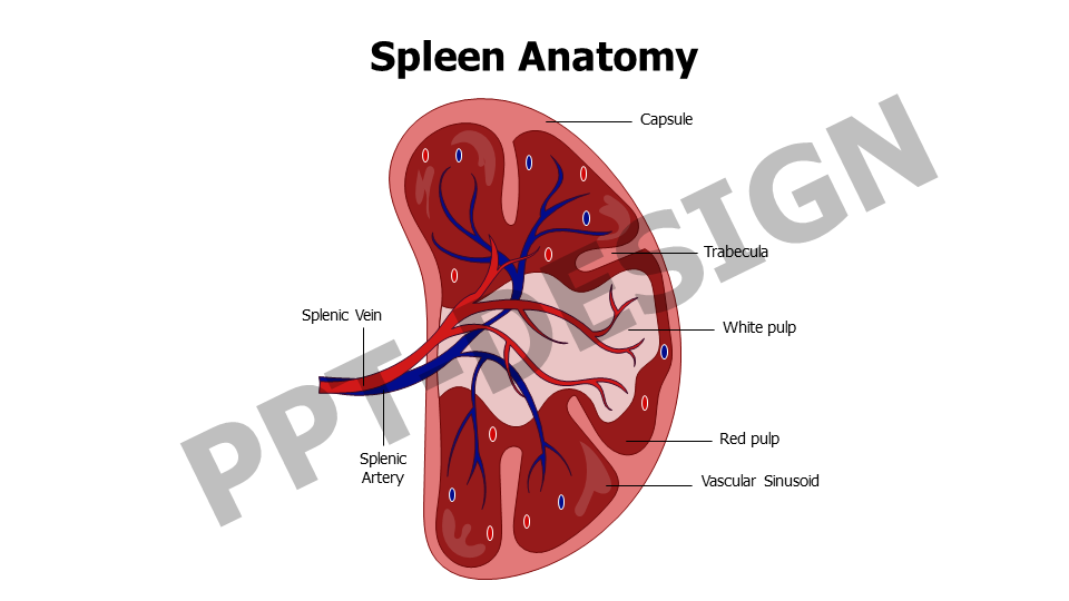 Spleen Anatomy Slide Inforgraphics And Slides