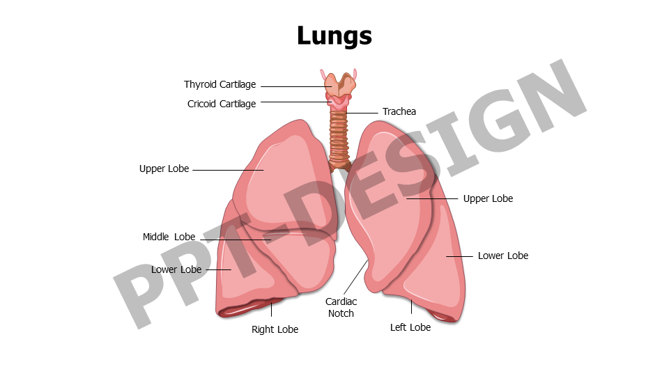 Healthcare,Medical,Infographics,powerpoint,Google slides,keynote,Lungs,Anatomy,Respiratory Tract,Thyroid Cartilage,Trachea,Cricoid Cartilage,Lung Lobes
