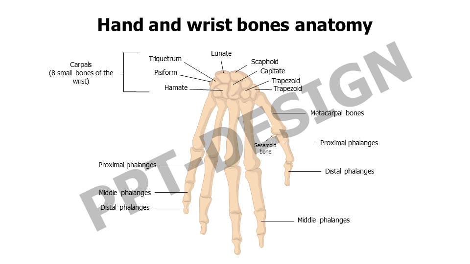 Hand and wrist bones anatomy
