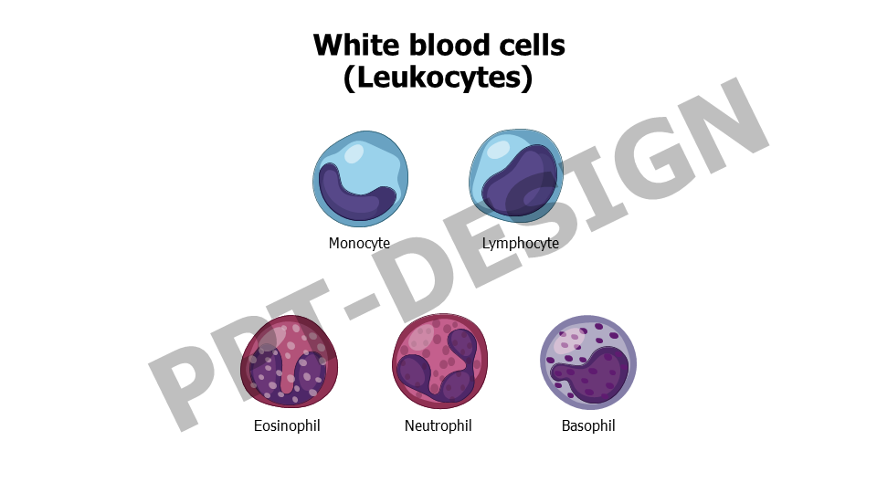 Healthcare,Medical,Infographics,powerpoint,Google slides,keynote,Leukocytes,White blood cells,anatomy