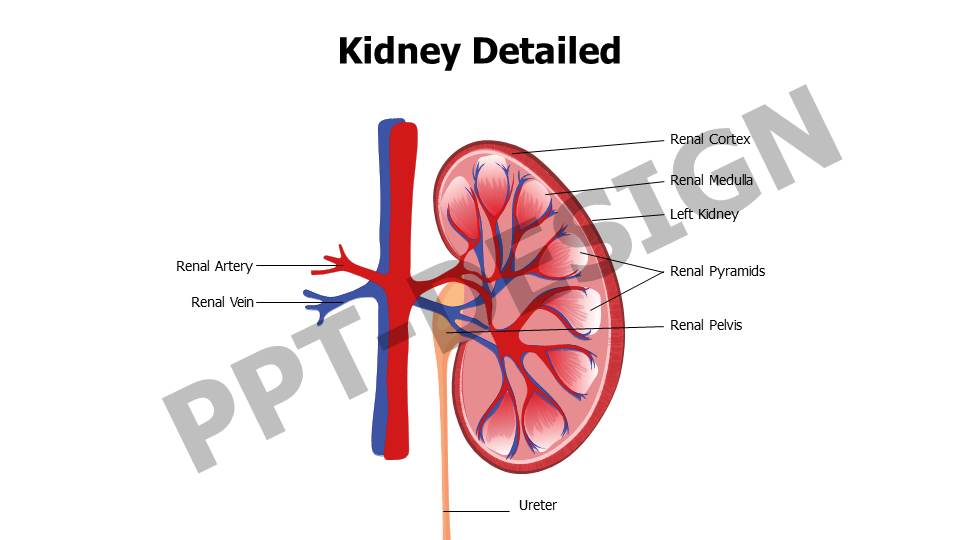 Healthcare,Medical,Infographics,powerpoint,Google slides,keynote,Kidney,Anatomy,Renal Cortex,Renal Medulla,Ureter