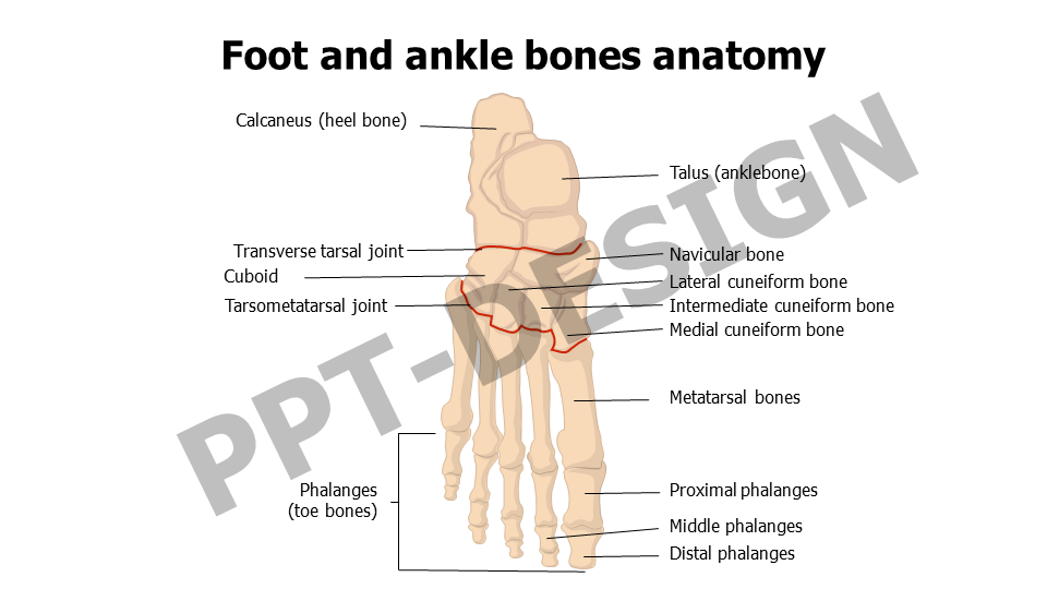 Foot and ankle bones anatomy
