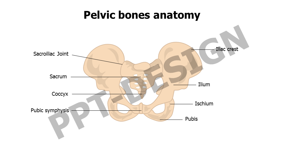 Pelvic bones anatomy