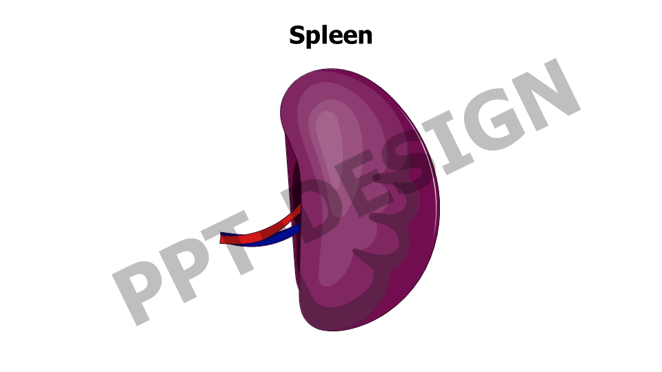 Spleen Illustration Slide 