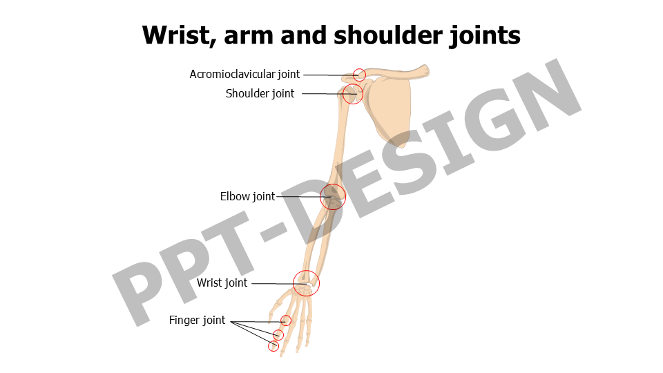Wrist arm and shoulder joints