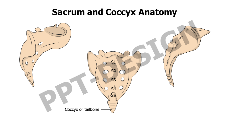 Healthcare,Medical,Infographics,powerpoint,Google slides,keynote,Sacrum and Coccyx Anatomy