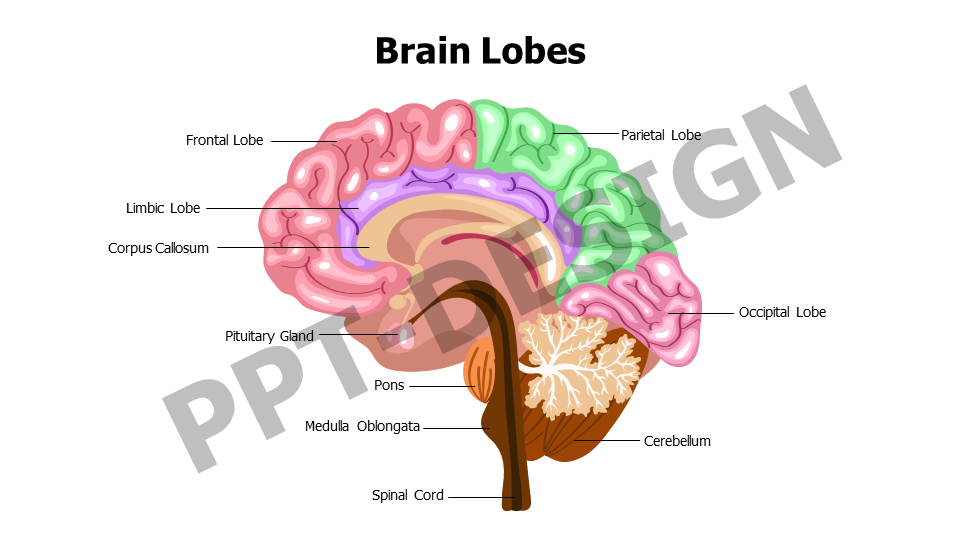 Brain Lobes Editable Slide