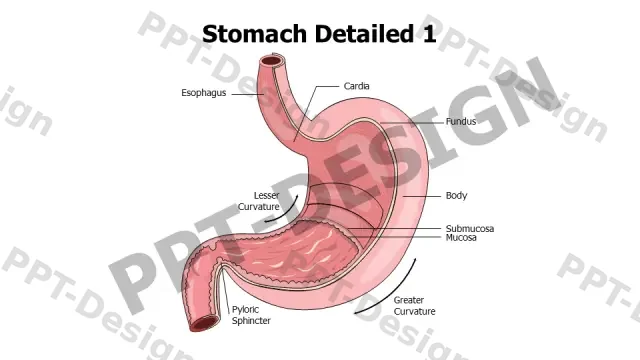 Stomach Anatomy Cross Section Medical Diagram | Free PPT Template