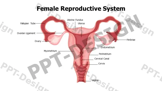 Female Reproductive System Anatomical Diagram | Free PPT Template